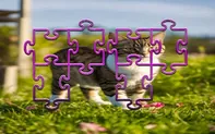 Cat Jigsaw Puzzle Frenzy
