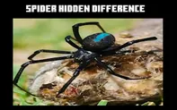 Spider Hidden Difference